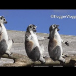 Se acerca la primavera y los lémures  toman el sol