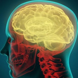 Un supercomputador necesita 40 minutos para simular 1 segundo de actividad cerebral