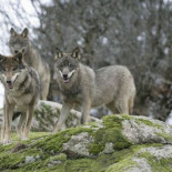 El lobo ibérico al borde de la extinción en Andalucía