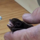 YO SOY LA ... Oooo, ñam ... sí, está bueno ...