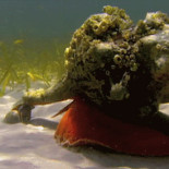 Después que una enorme Concha del Caballo se comiera un pequeño caracol, hay un mini batalla por la concha del caracol