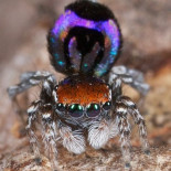 Estas arañas descubiertas recientemente son muy bonitas