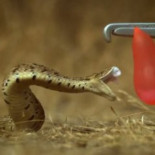 La increíble mordedura de una víbora en cámara lenta