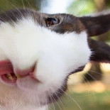 20 adorables conejos que sacan la lengua fuera
