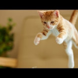 Gatos que fallan intentando saltar