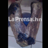 Investigan hallazgo de una mandíbula de dinosaurio en Honduras