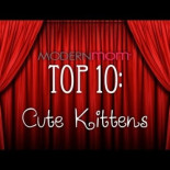 Gatos haciendo lo que mejor saben hacer: ser monos