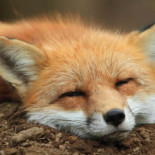 Santuario de zorros en Japón, un sitio realmente adorable