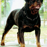 Dime lo que quieras que te dibuje