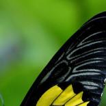 “Dicen que exageramos, pero si hemos perdido el 80% de los insectos, la palabra es 'catastrófico'”