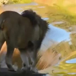 Su majestad El rey de la selva