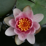 Beneficios de tener un estanque en nuestra huerta o jardín