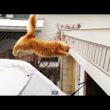 Super salto gatuno