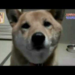 Perro que ladra bajito