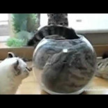 Gatos adiestrando a humanos