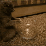 Gato bola contorsionista