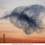 "Murmuration" El vuelo sincronizado de los estorninos