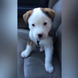 Cachorrito se enfada por tener hipo