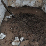 Esta extraña colonia de hormigas sin reina vive atrapada en un búnker nuclear abandonado