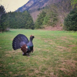 Muere un macho de urogallo en Benasque tras ser acosado por turistas con cámaras