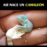 Nacimiento de Camaleón