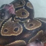 Investigada una joven en Granada por alimentar a una pitón con crías vivas de perros y gatos