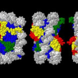 Identifican un nuevo nivel de información en la secuencia del DNA