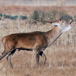 Sanidad detecta garrapatas con fiebre Crimea-Congo en cuatro comunidades