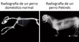 Esta veterinaria explica por qué estas razas de mascotas no son adorables aunque lo crea la gente