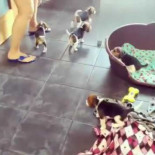 Intentando controlar a cinco cachorros de beagle