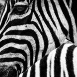 La biología da la razón a Alan Turing 66 años después