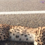 El Gobierno invierte cinco veces menos de lo prometido para evitar las muertes por atropello de linces ibéricos