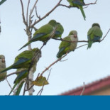 Así se llenó España de cotorras