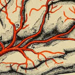 Evidencia de que el Parkinson se origina en el intestino y no en el cerebro [ENG]