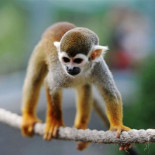 Un hombre se cuela en un zoo para robar un mono para su novia: acaba en una pelea con los simios y detenido