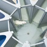 Un estudio con roedores sugiere que la histerectomía podría afectar la memoria y la cognición [ING]