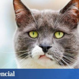 Cuidado con decir que tu gato está loco: puede que solo te esté imitando