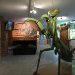 InsectPark, un inesperado viaje hacia el Jurásico en la sierra de Madrid