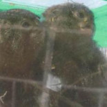 La Ertzaintza encuentra 4 monos tití en mal estado en el interior de un coche en la A-8