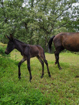 Ha nacido un mulo en La Vera, algo que no ocurría desde hace cuarenta años