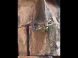 Gecko enfrenta a una serpiente voladora