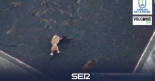 Autorizan el rescate de los perros atrapados en La Palma