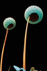 Los humanos no están preparados para una pandemia causada por infecciones fúngicas [EN]