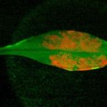 El MIT crea la primera planta biónica con fotosíntesis mejorada