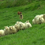 20.000 euros de multa por provocar su perro una estampida de ovejas