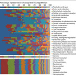 El increíble mundo de "los virus" del intestino humano