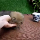 Perrito blandito blandito!