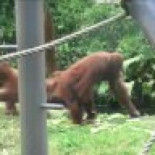 Ser padre no es tan diferente en el resto de especies