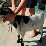 La Policía interviene una cabra en el maletero de un coche en un control de alcoholemia