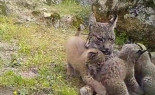 Denunciado un cazador por matar a una hembra de lince ibérico de un disparo